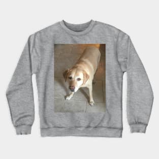 Molli Crewneck Sweatshirt